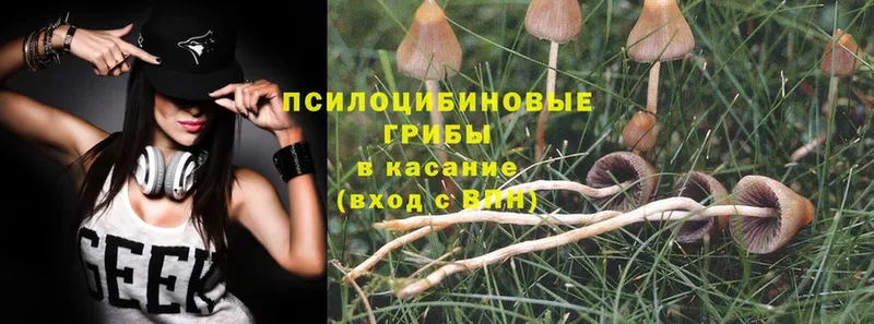 где найти   Гаджиево  Галлюциногенные грибы Psilocybe 